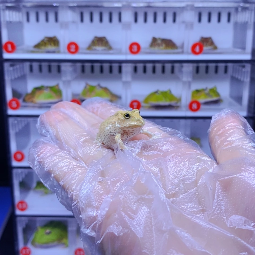 （***缘彩色蚕宝宝角蛙3-10cm闪购专享链接