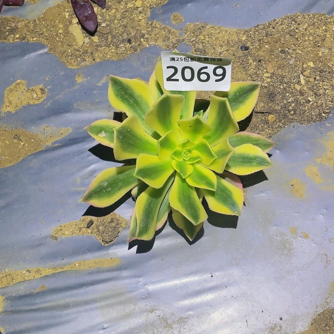 2069枫叶多肉植物