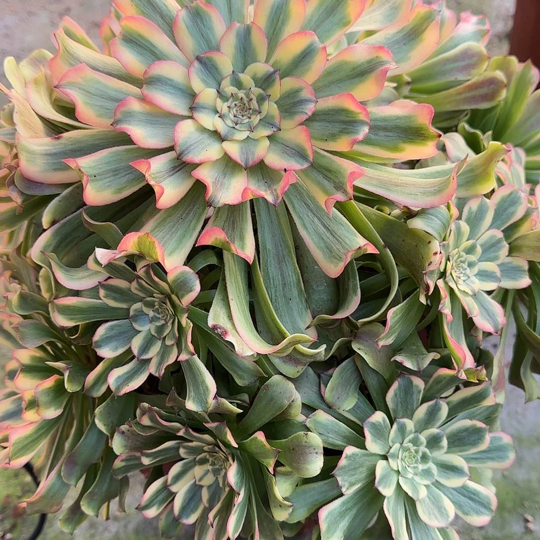 多肉植物黛玉1025