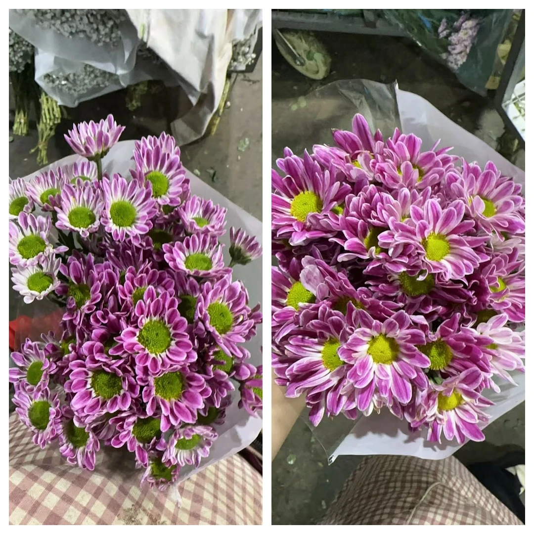 粉斑纹小雏菊一把（8到10支）    云南基地鲜花   家养    水养