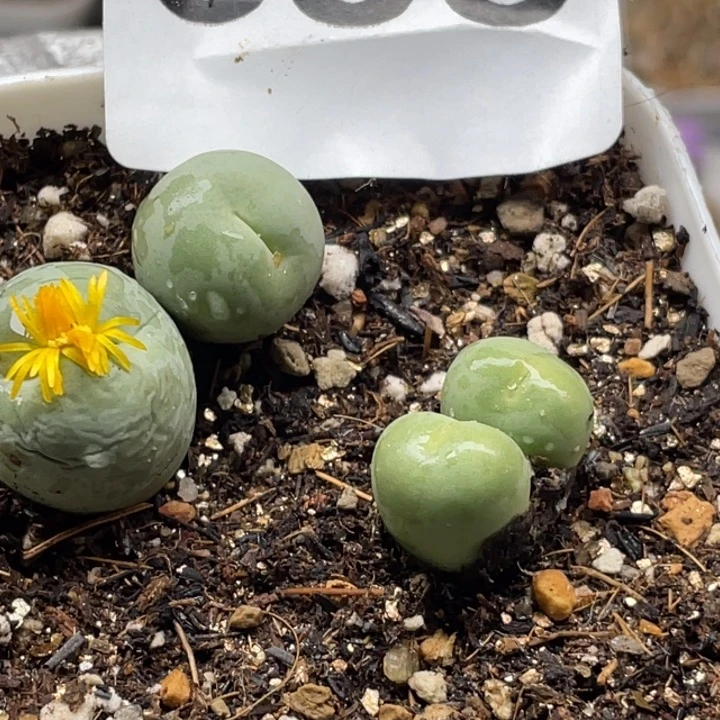 638鸽子蛋双头母本