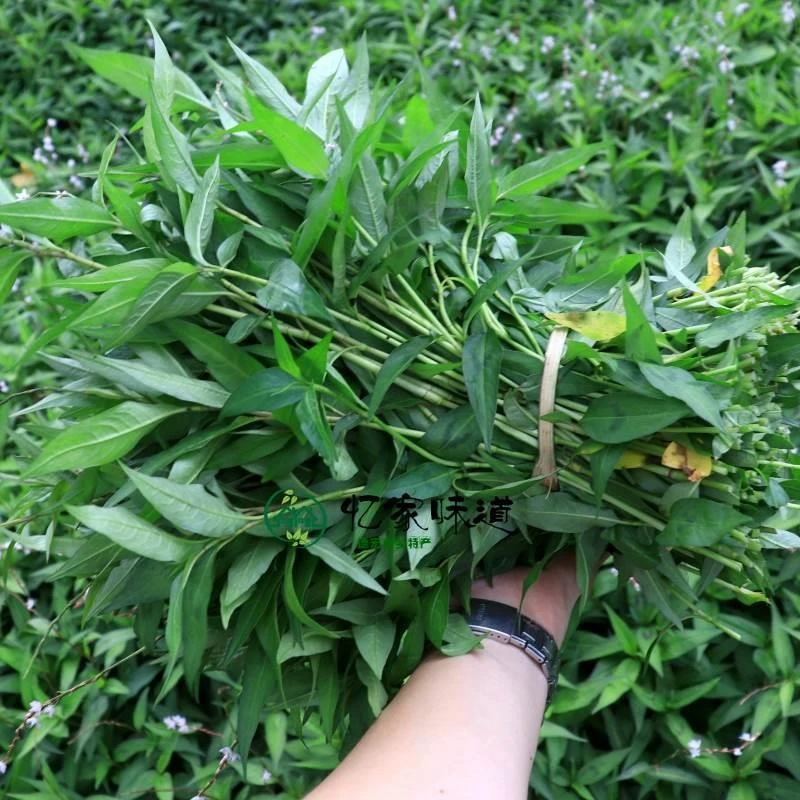 云南德宏特产香料 香柳香辣柳香菜野菜 香柳菜  煮鱼火锅 2斤包邮