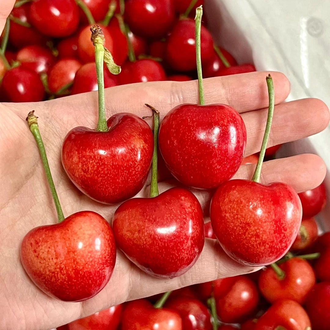 大连樱桃沙蜜托酸甜口感新鲜现摘果王巨无霸「产地直发」