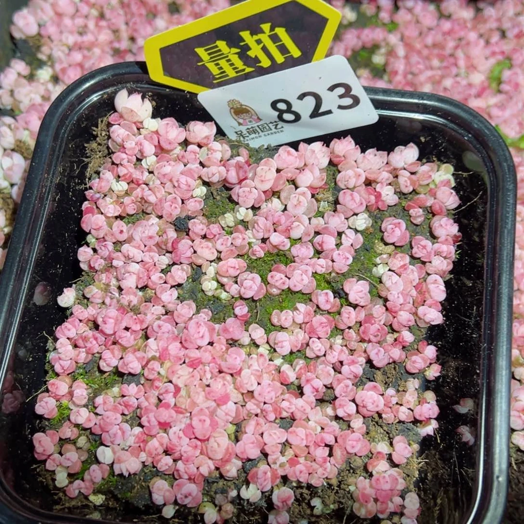 多肉植物多肉植物