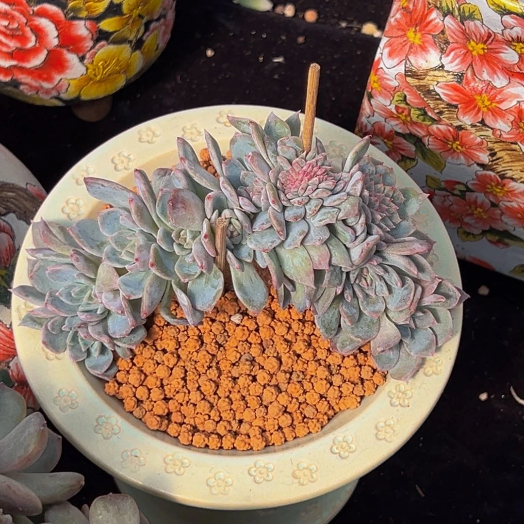 新年快乐 新年快乐