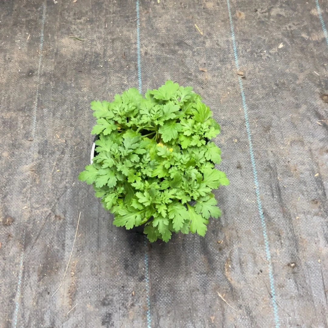 完全开放福利匹菊一加仑