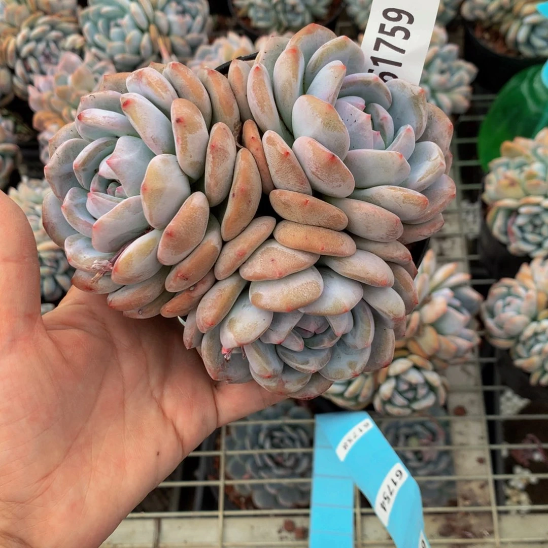 丁61759嗯嗯嗯嗯好喜欢哦