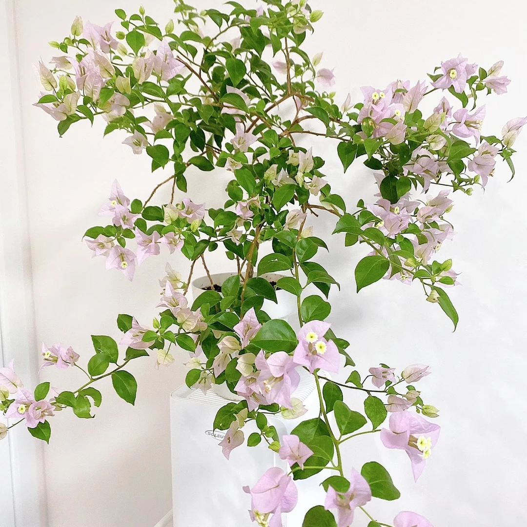 苹果花三角梅四季勤花爬藤垂钓好养易开花