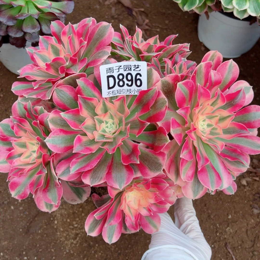 896粉女郎雨子多肉植物
