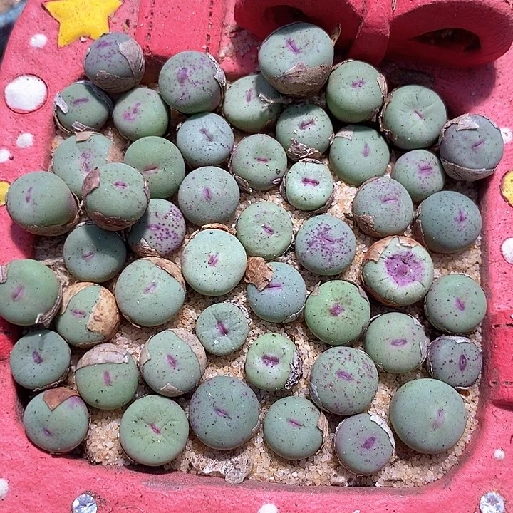 27509小红嘴一颗