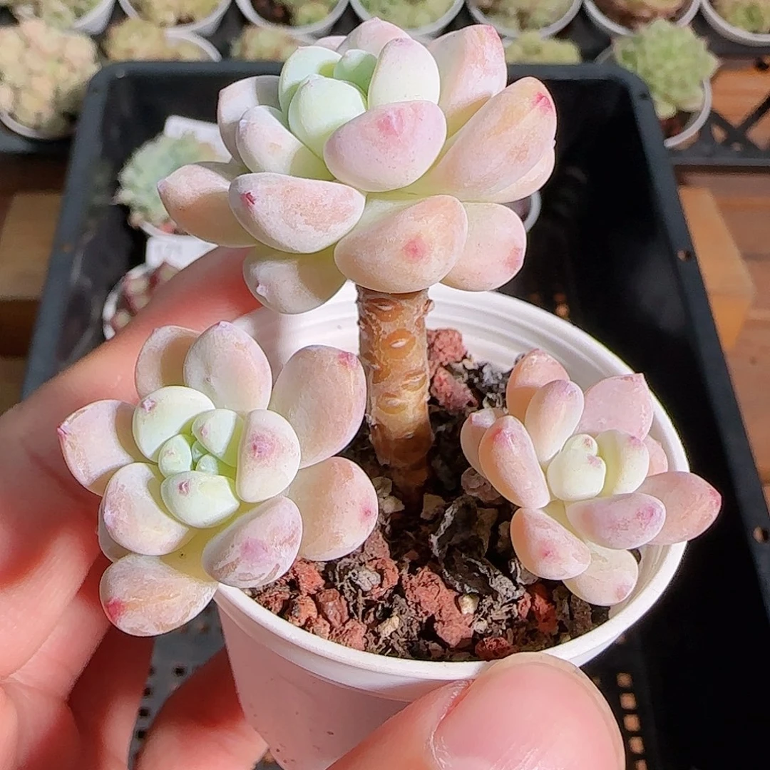 1113------172罗琦小老桩