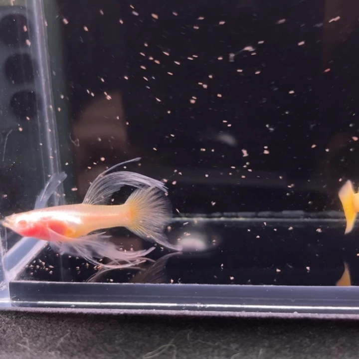孔雀鱼黄金玻璃大C1对