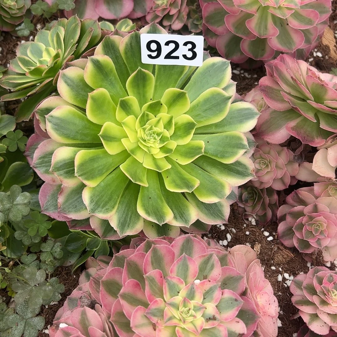 无***欢精品多肉植物923砍头倾城荔枝高锦