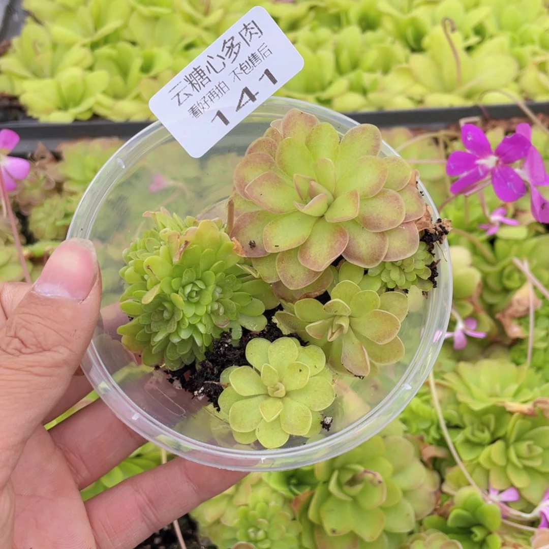 小*子云糖心多肉植物141