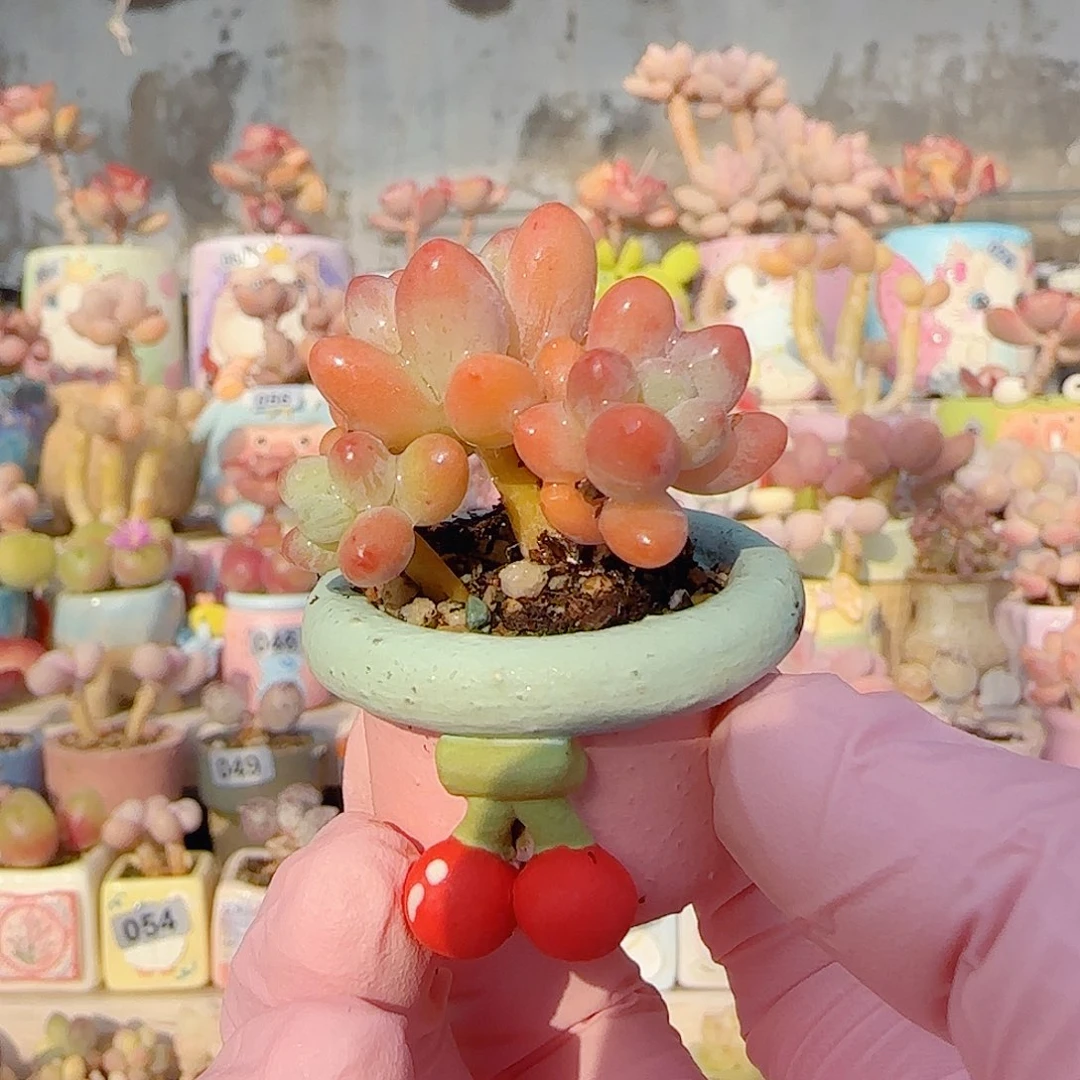 小樱花奶 盆口2.5cm