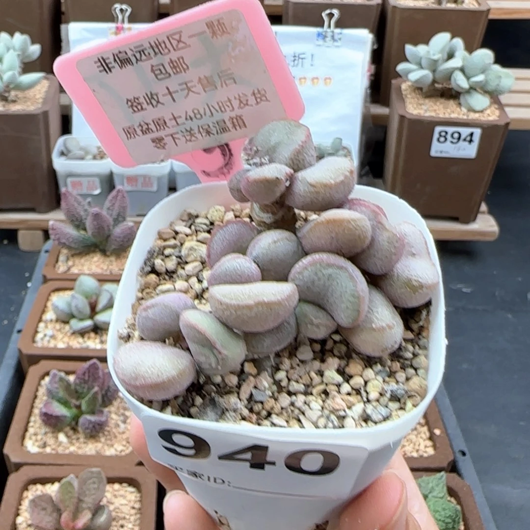 940黛安娜多肉植物