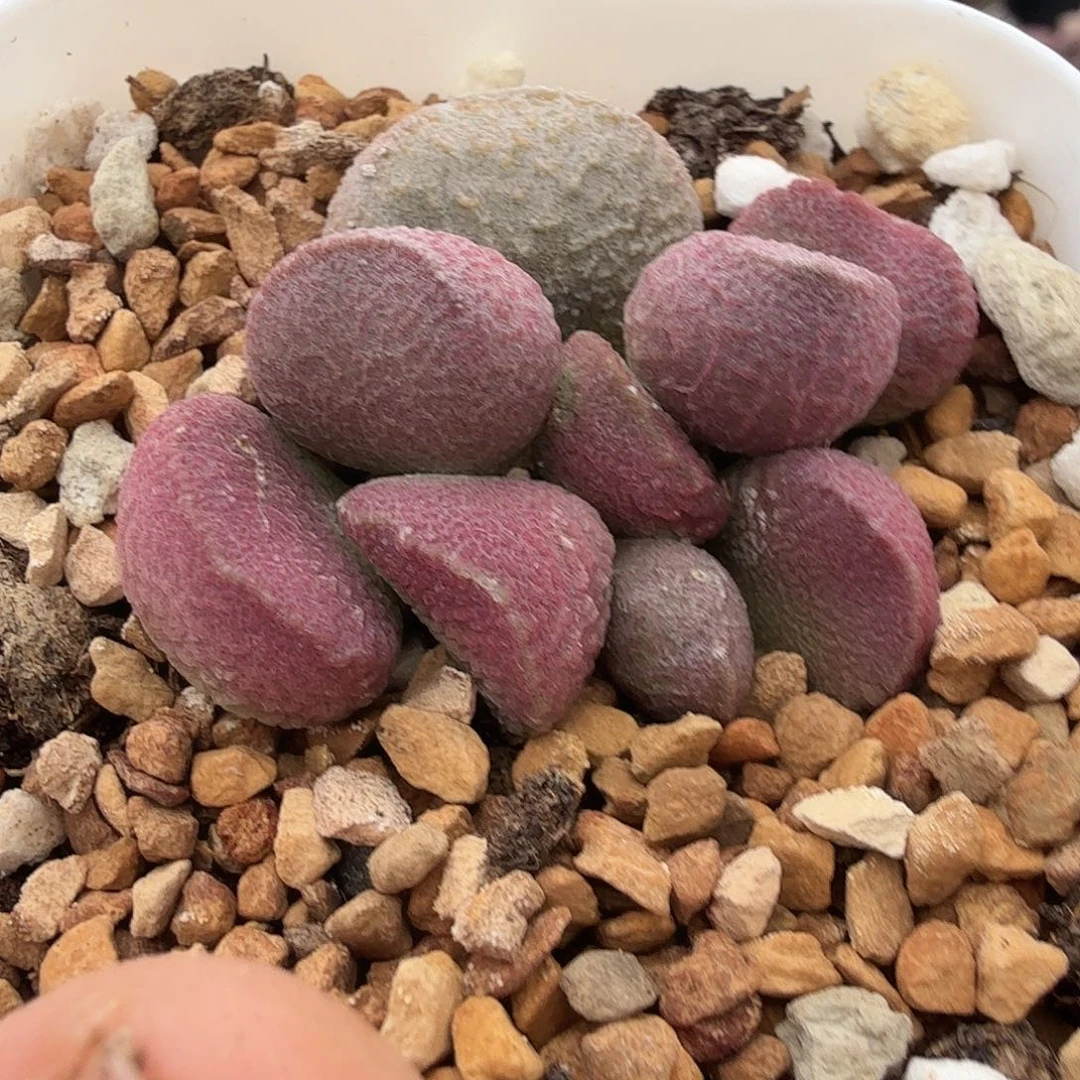花****夏娃