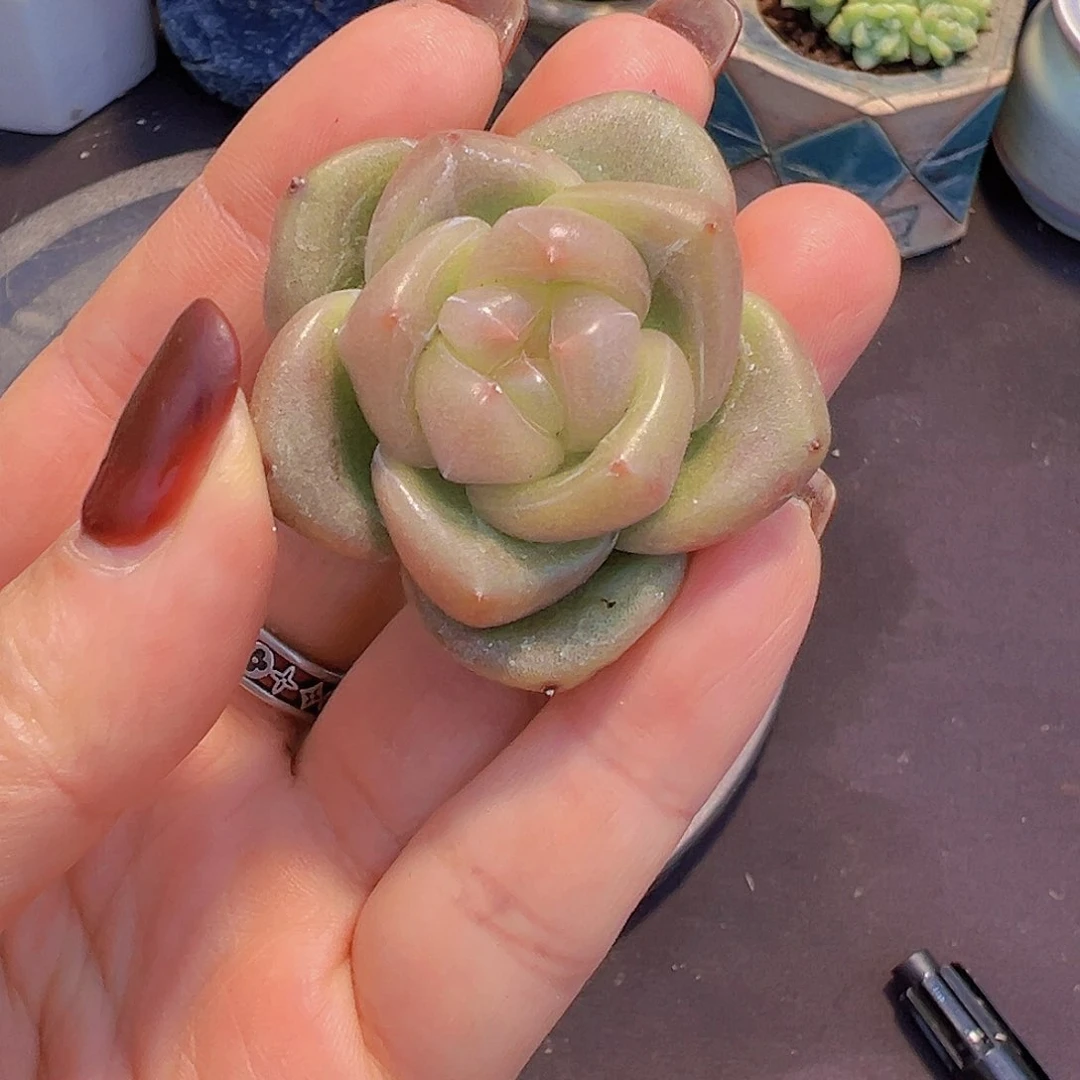 信***毅优选珍妮，多肉植物，