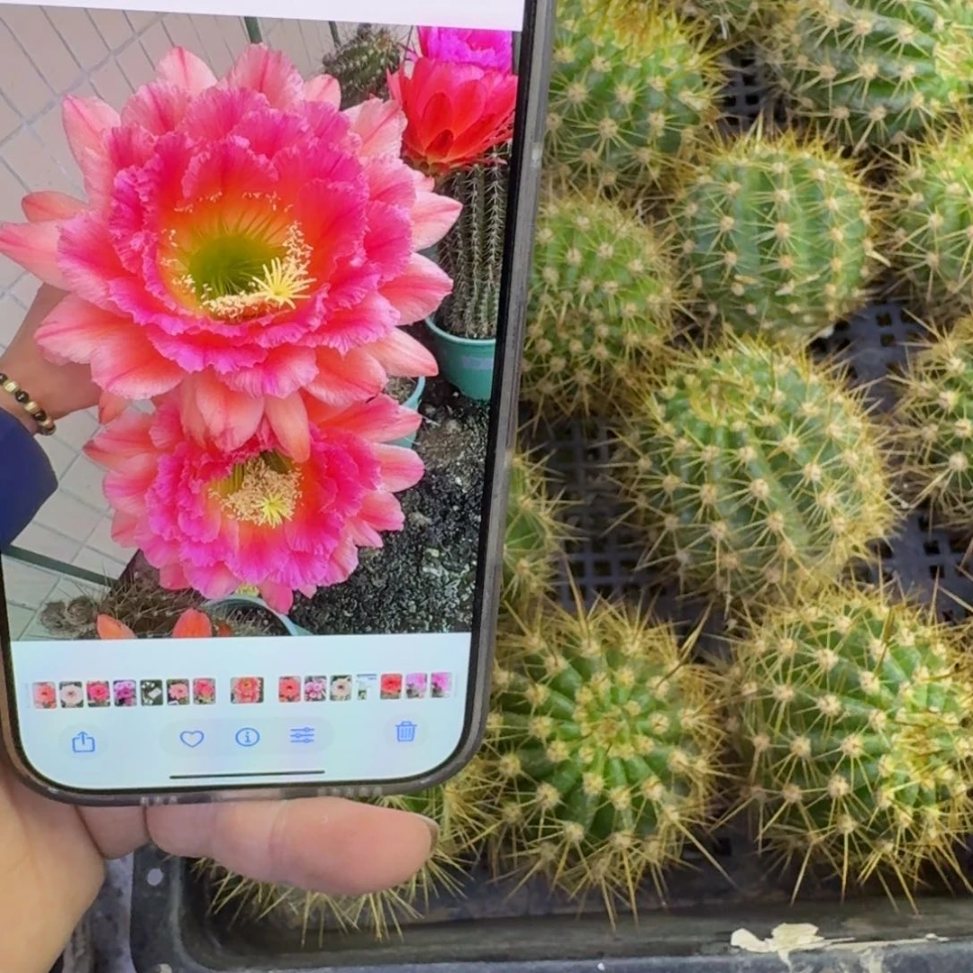 356毛闭月歪无根侧牙5公分左右，20包邮