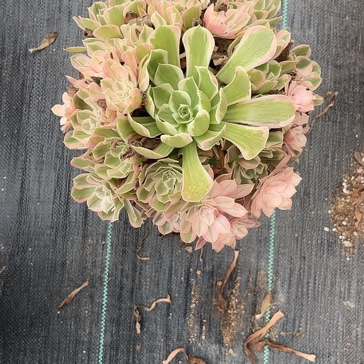 A***承多肉植物男神锦……