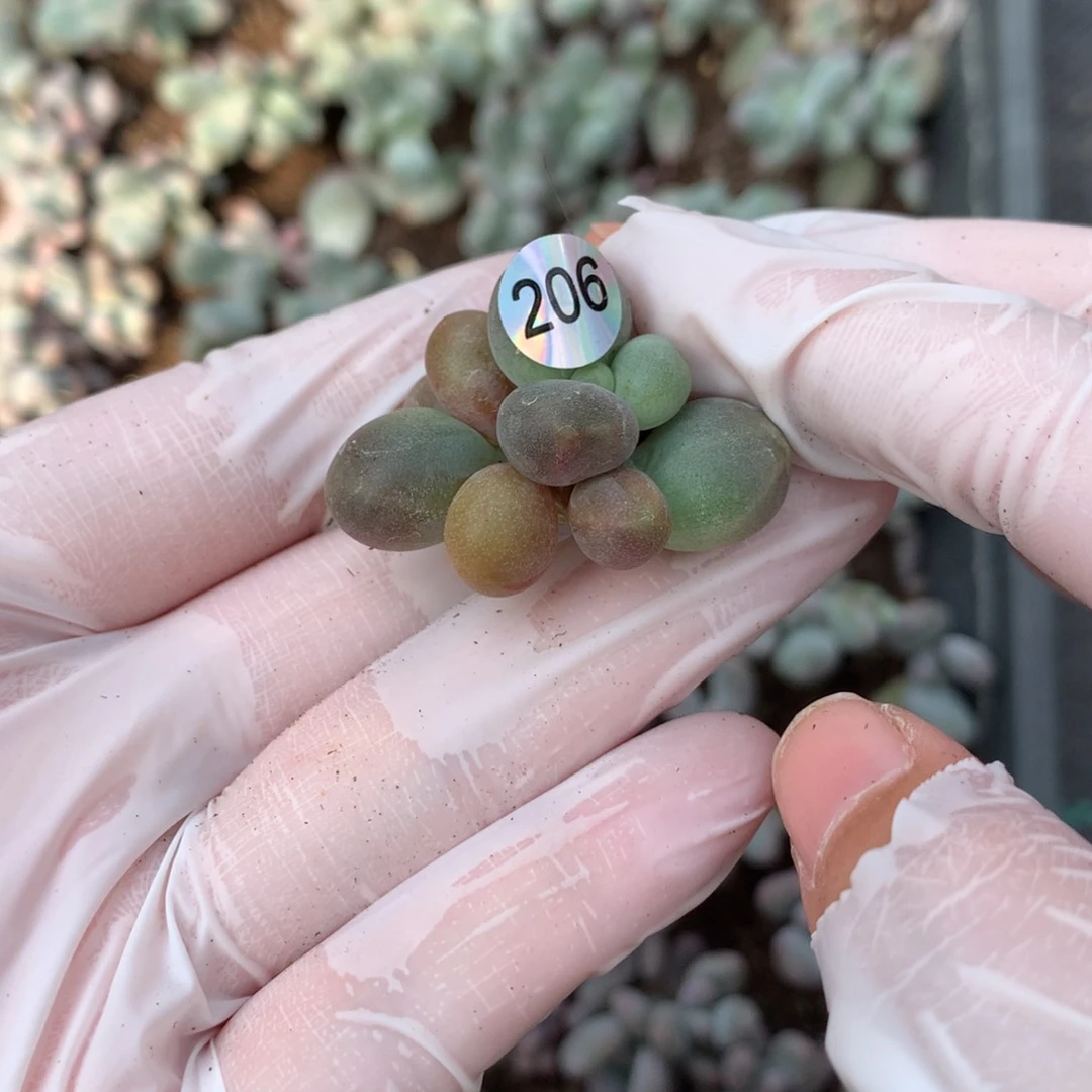 糖果拉丝带锦哈哈哈，206