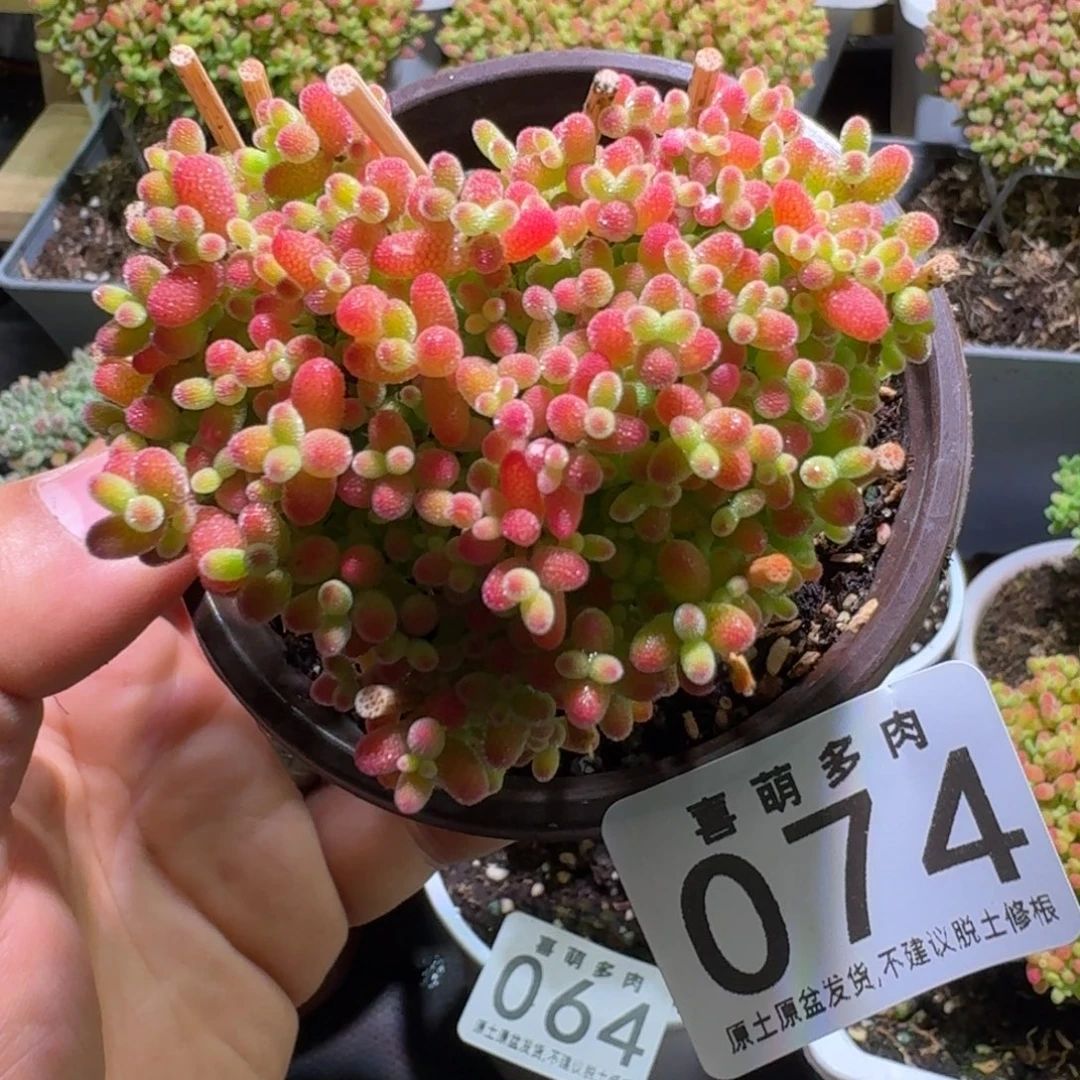 枝干番杏蜜橘糖球是074