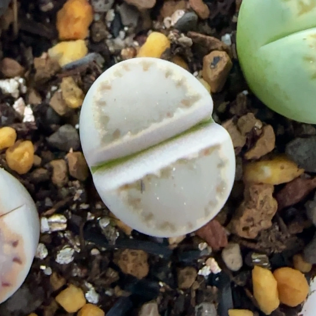 53饼干清框福利30包邮