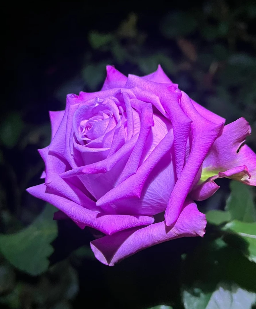 【玛丽蒂姆】三棵包邮牙签小苗月季大花浓香庭院阳台盆栽四季开花