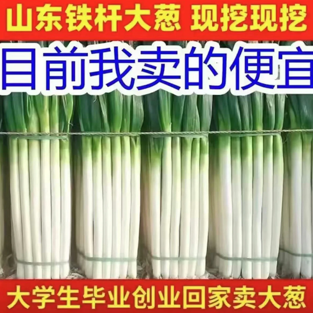【精品级】现挖现发新鲜铁杆大葱山东大葱蘸酱蔬菜鲜脆爽口多汁D