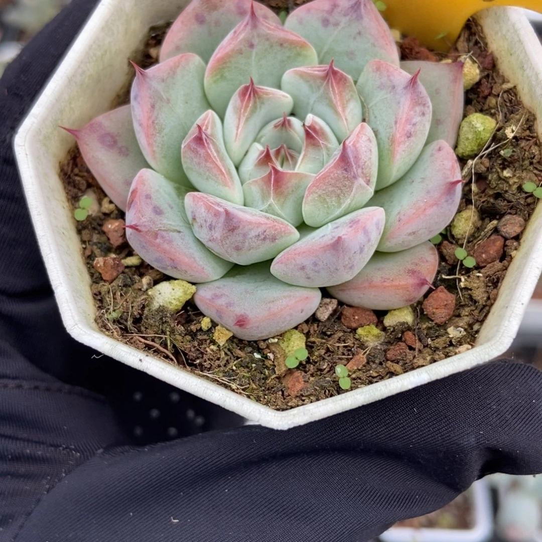 569婚戒多肉植物多肉