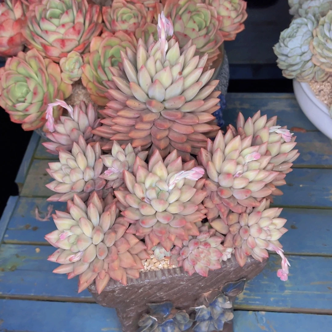 木***木多肉植物保护研究所