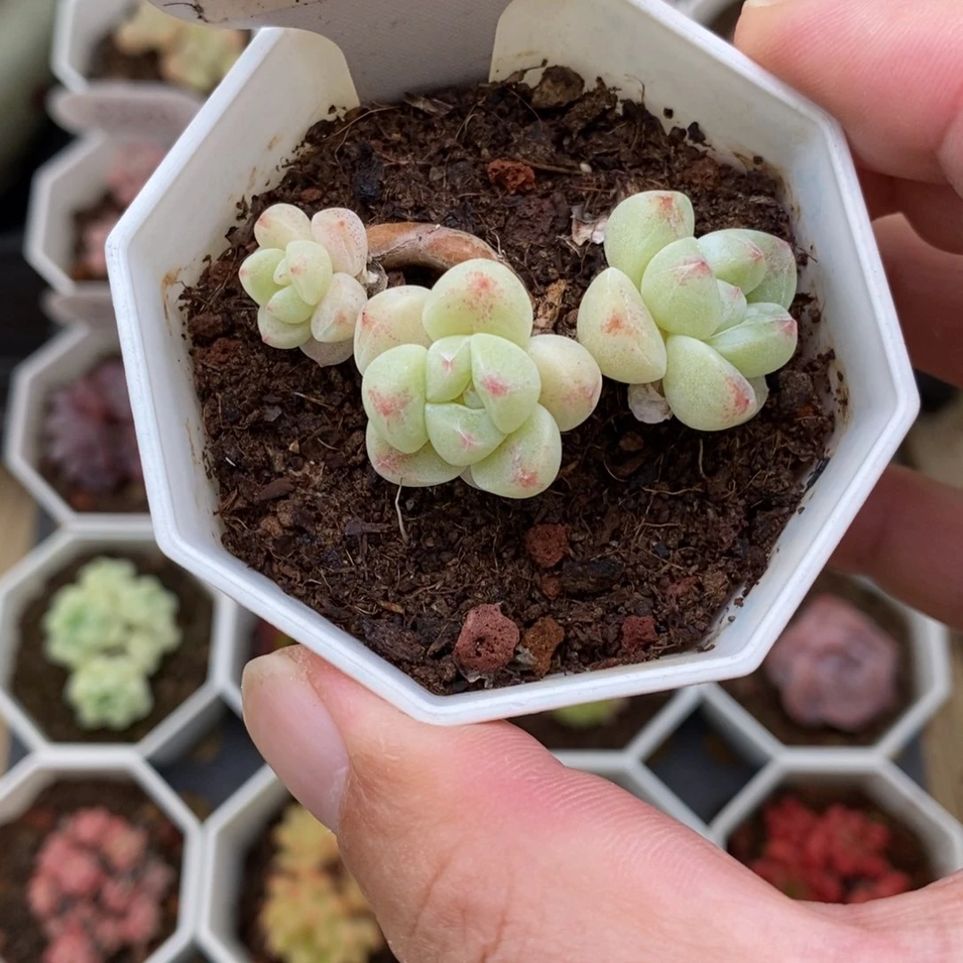 0210  冰玉 三头 5cm