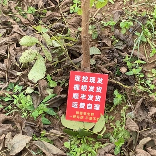张***导吊坠文玩核桃文山