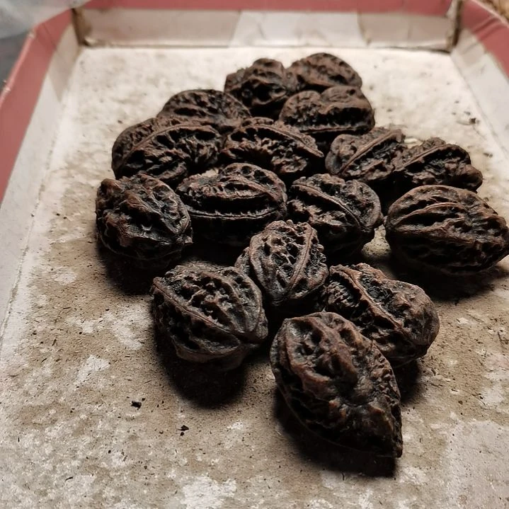 文玩核桃手串朱*平东北秋子28