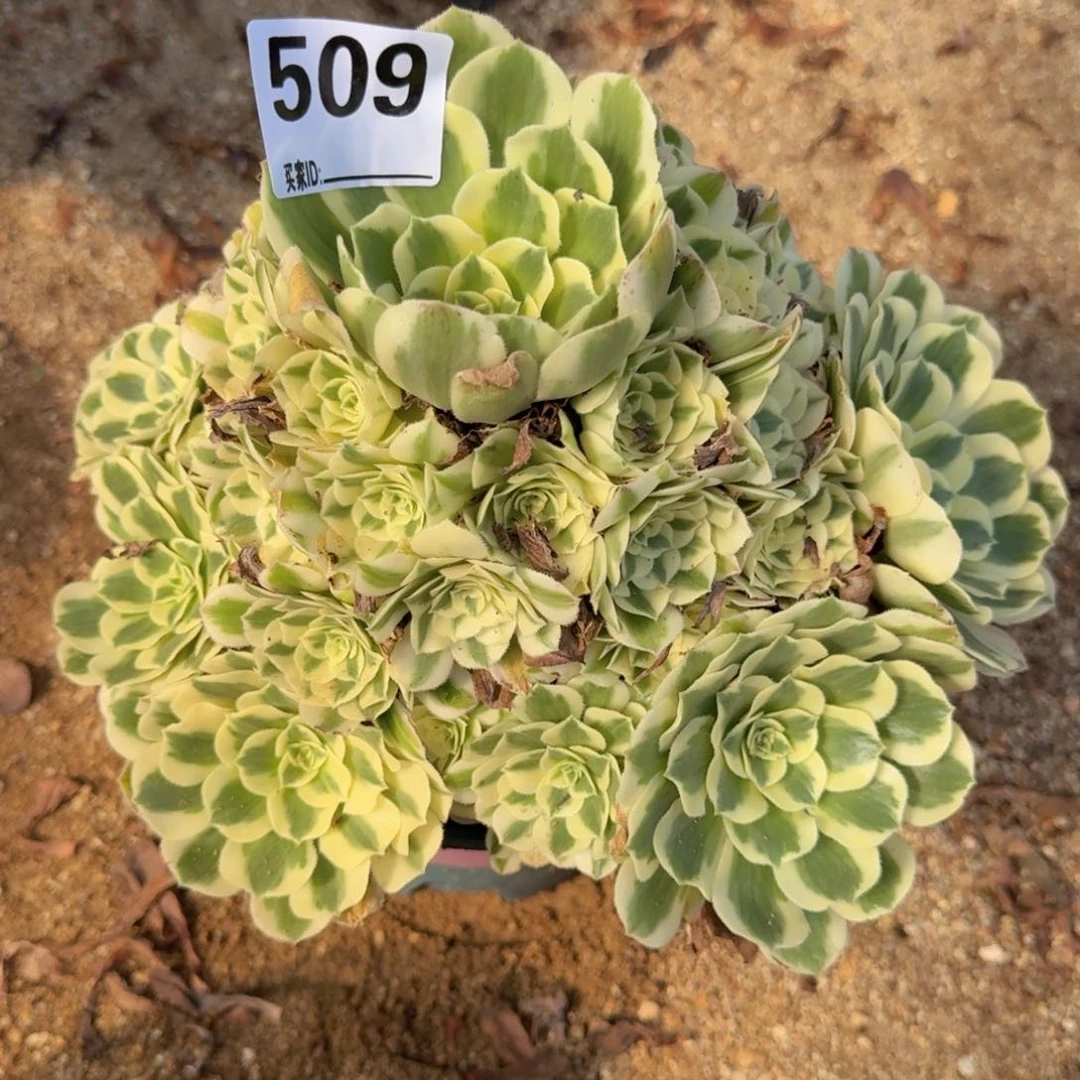 ?****?509迈巴赫多肉植物