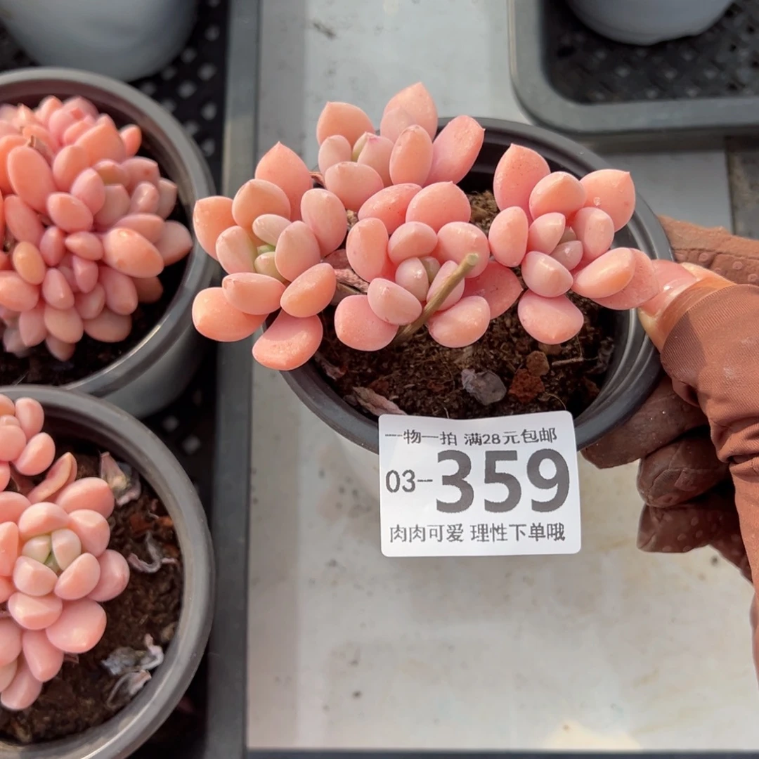 桃花露多肉多肉多肉多肉