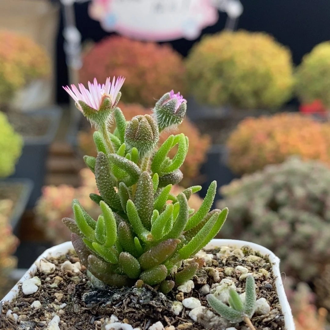 狐尾0967枝干番杏