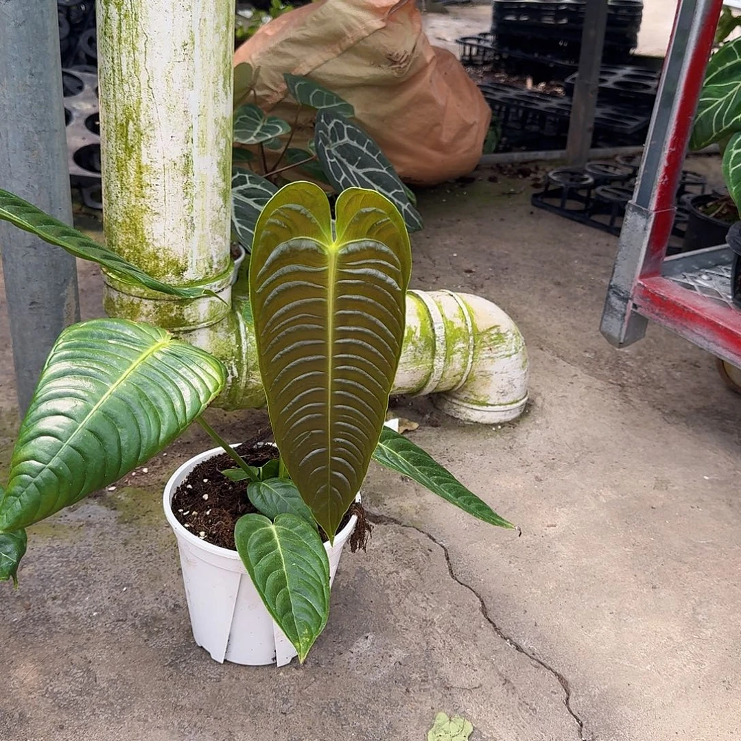 @***k完全开放一物一拍P42