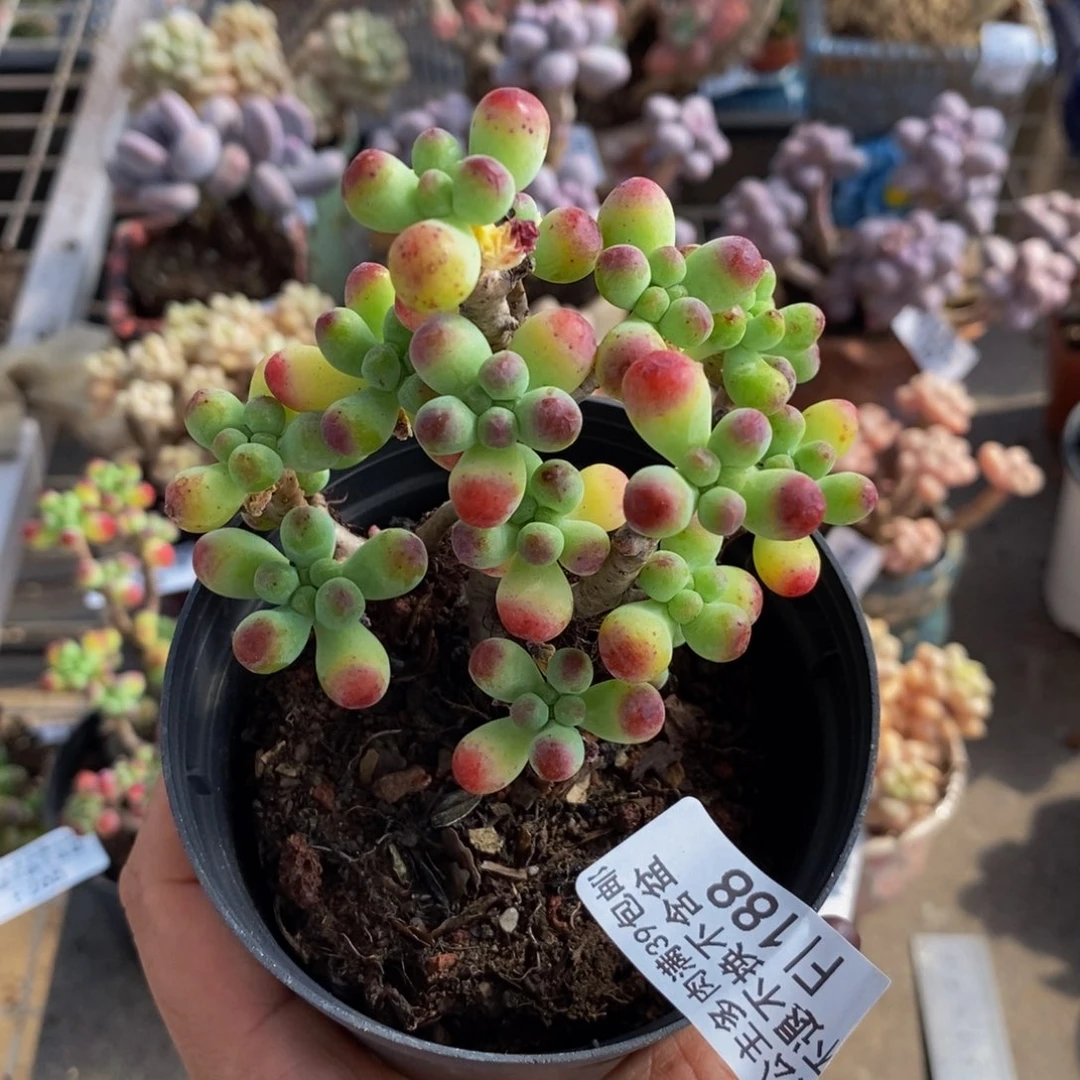 乙女心188/7cm多肉