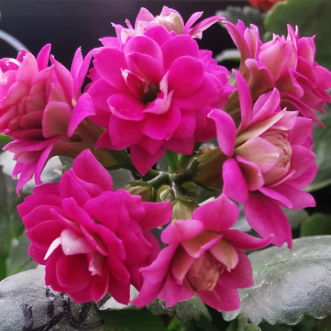 （130盆紫缤）重瓣紫色长寿花 室内懒人花卉 基地直发