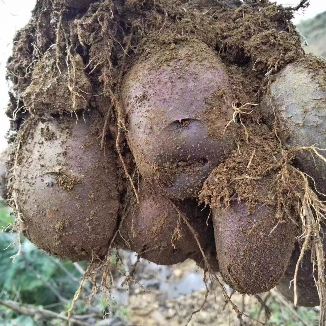 贵州高山转心乌洋芋紫皮紫芯应季七彩花心小土豆