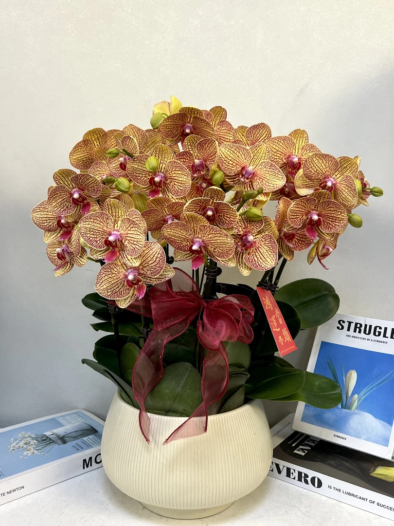 蝴蝶兰 【黄金甲】真花 秋冬耐寒花卉 四季开花 多样性发货