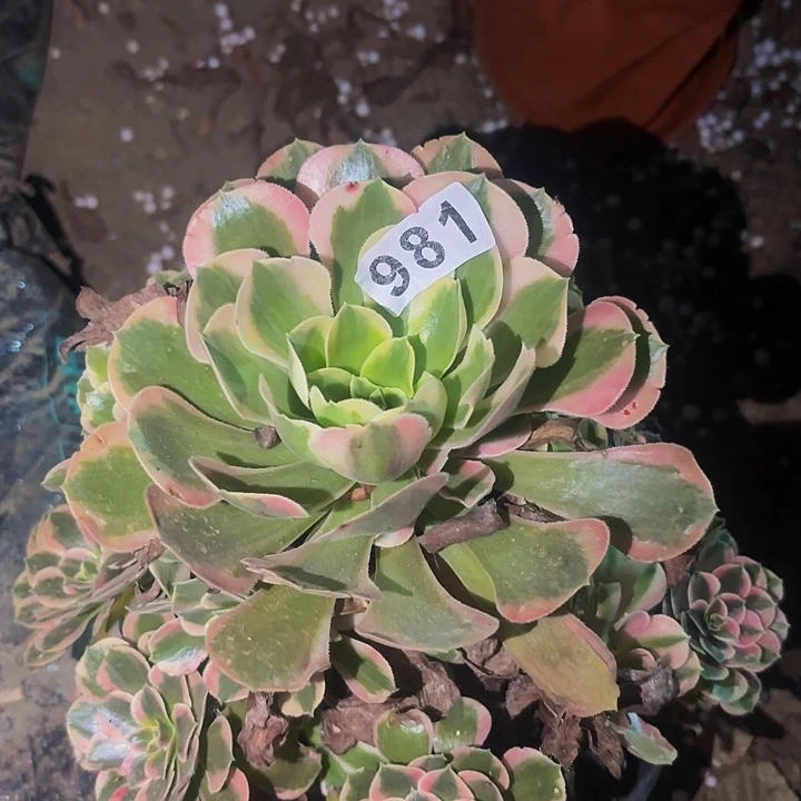 981女妖多肉植物不售后