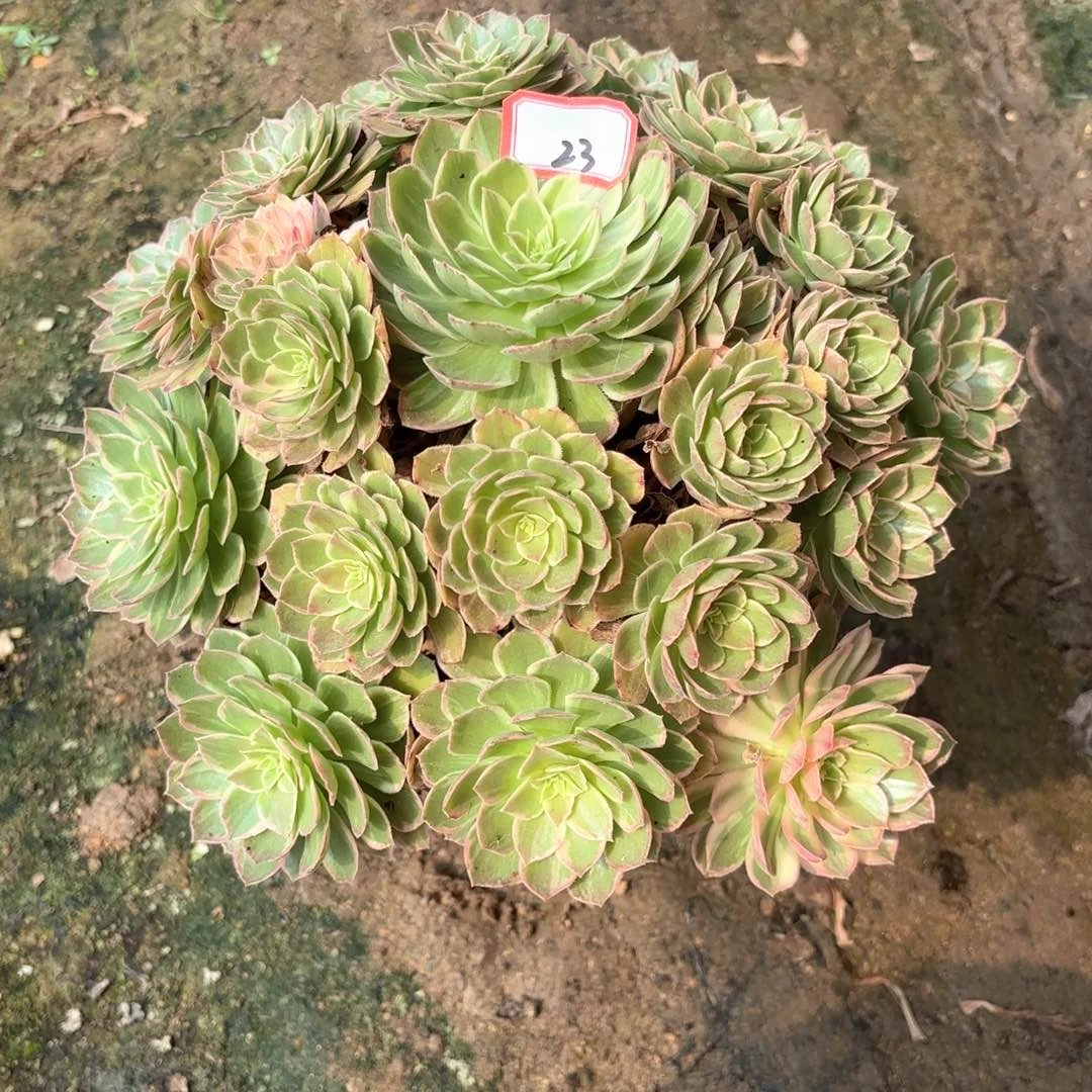 全部花朵23万花筒多肉植物