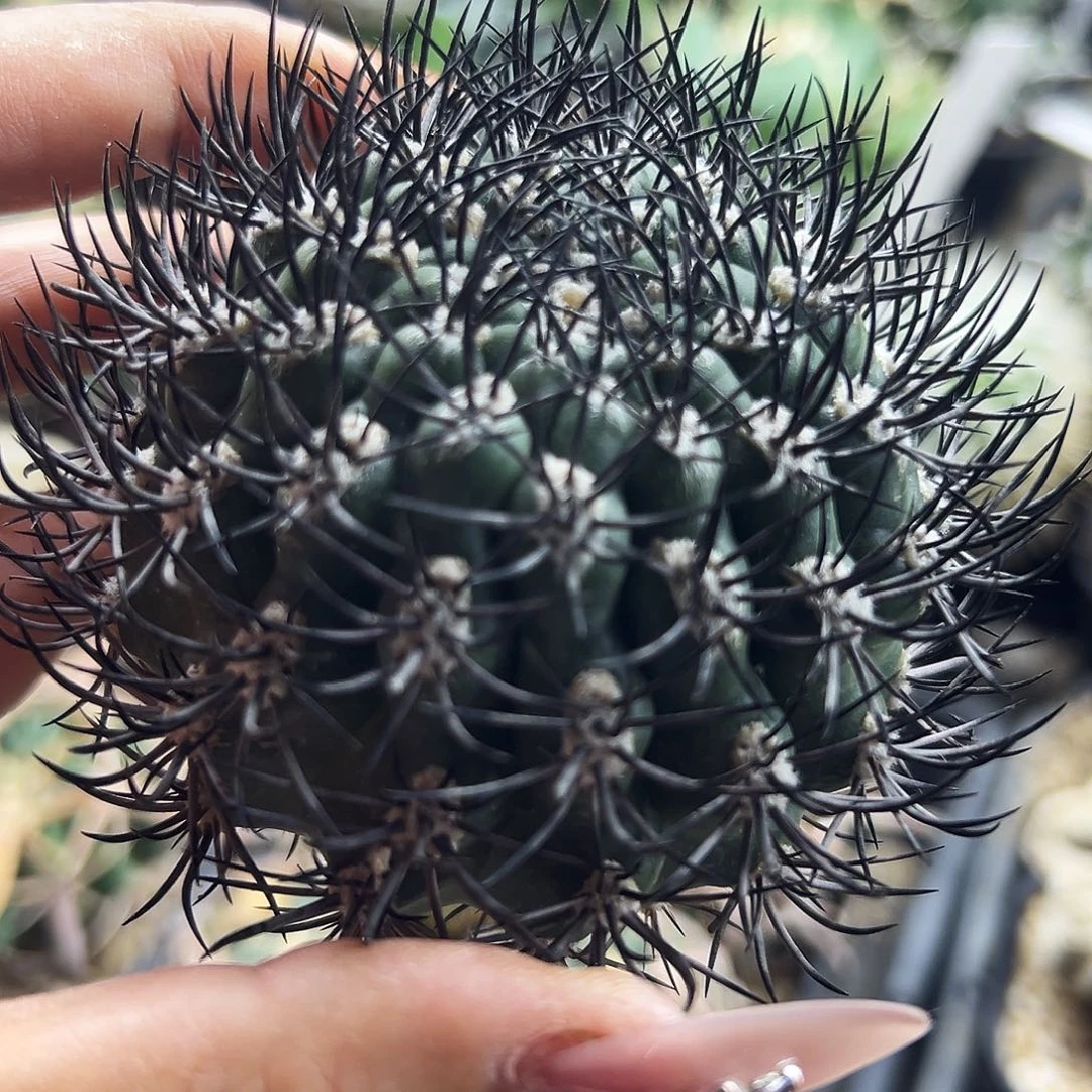 逆豹仙人球6666666