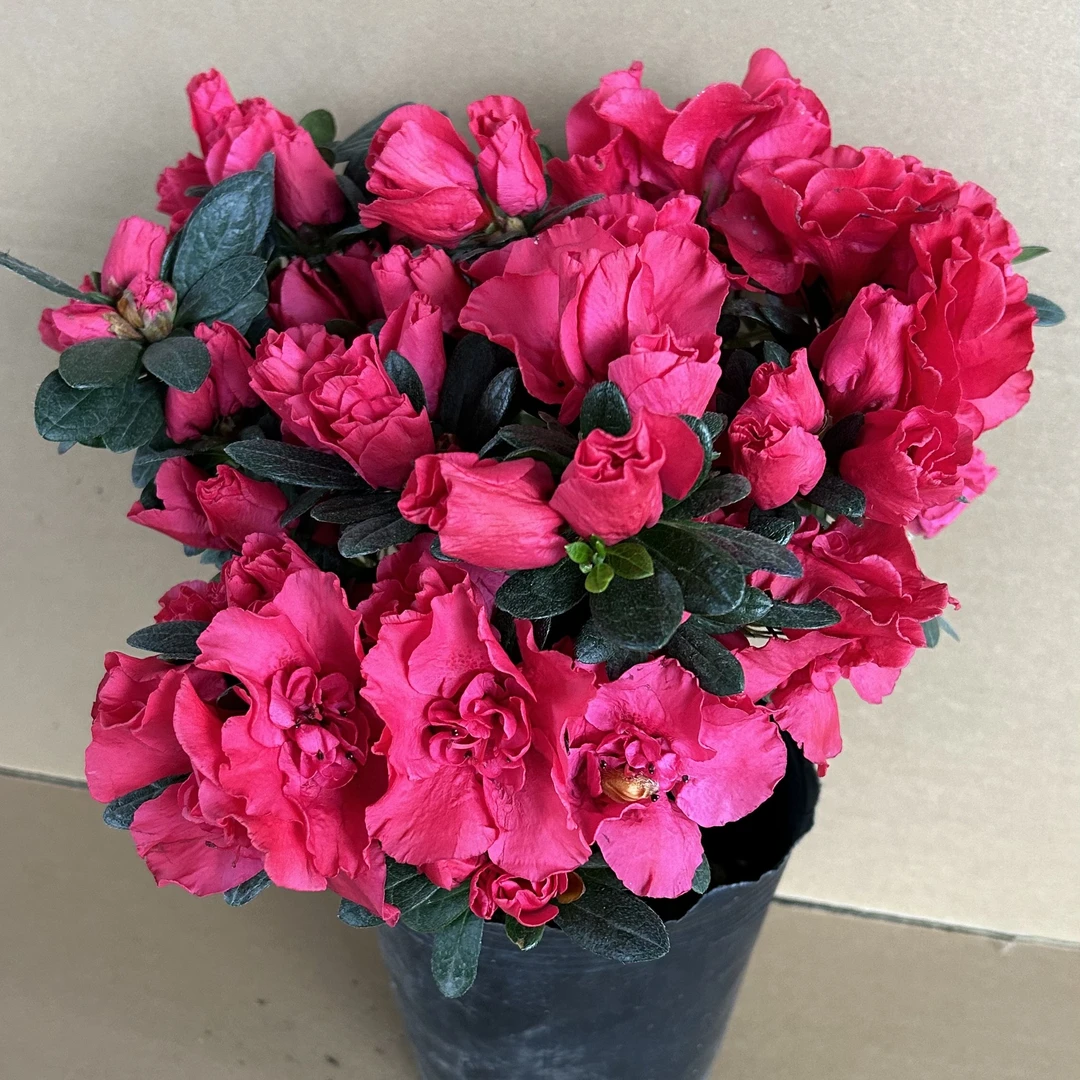 [昕华花卉]杜鹃花盆栽四季开花耐寒室内阳台绿植