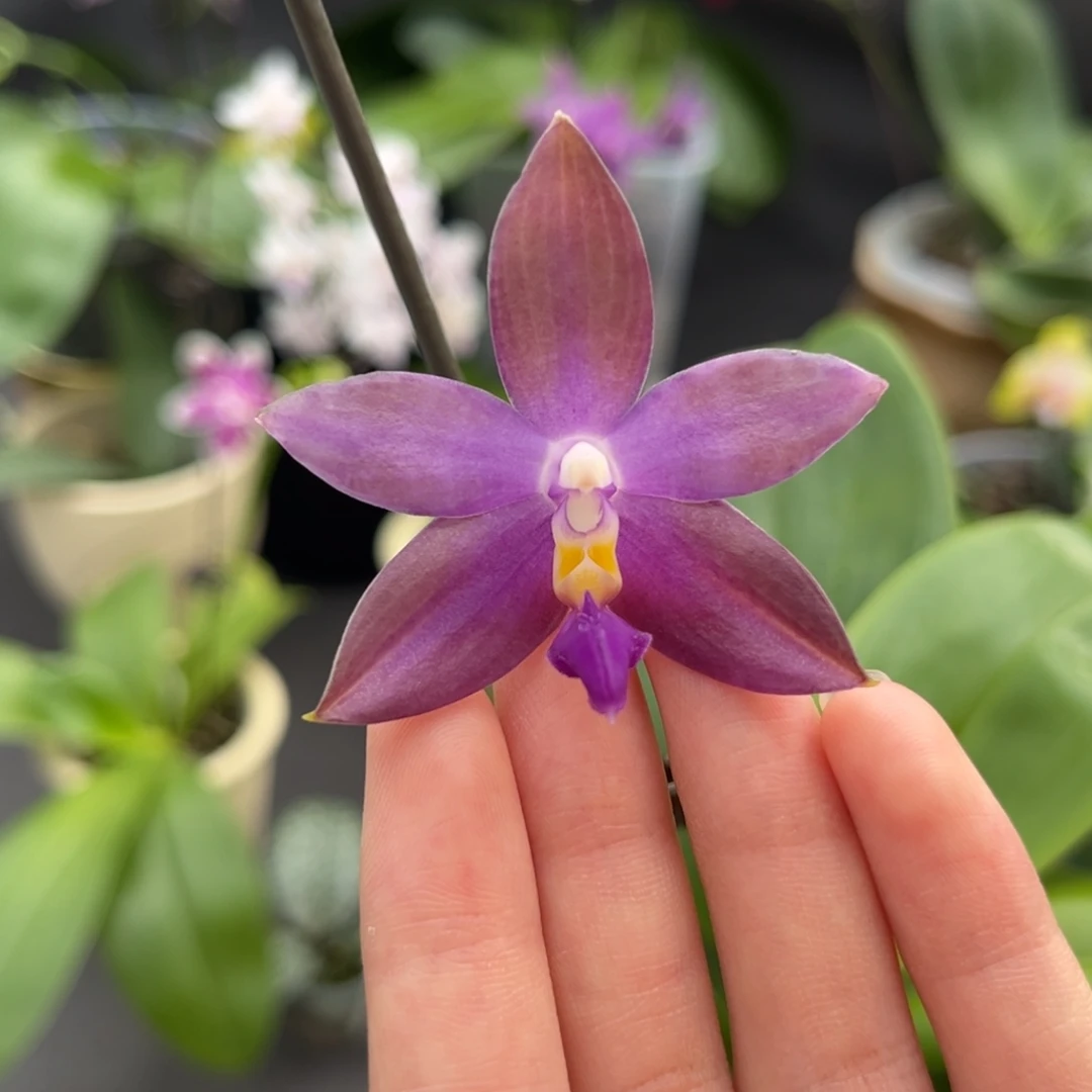 完全开放2.5寸205开花株