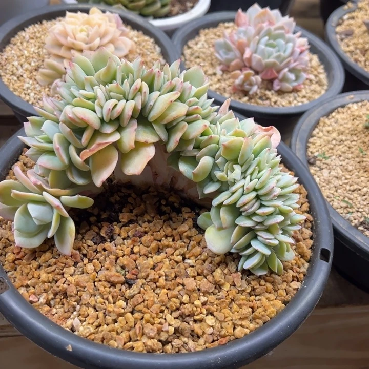 白凤 缀化 夏鸣园艺