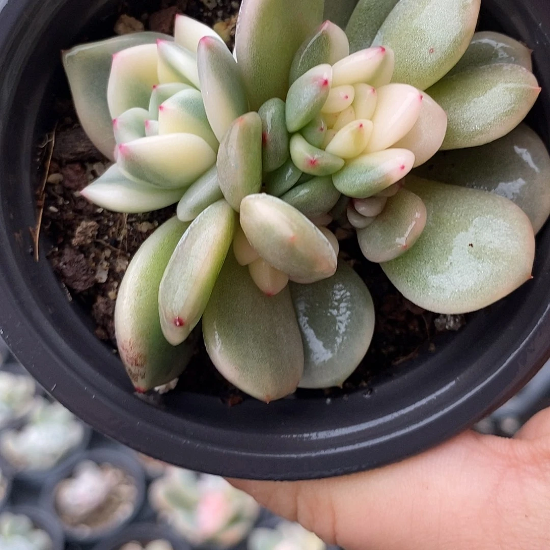 1212梦露锦多肉植物哇啦塞哇啦塞