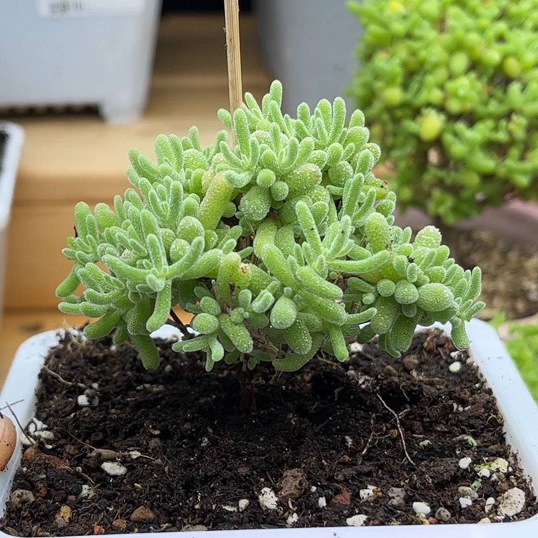 23五彩冰晶优选枝干